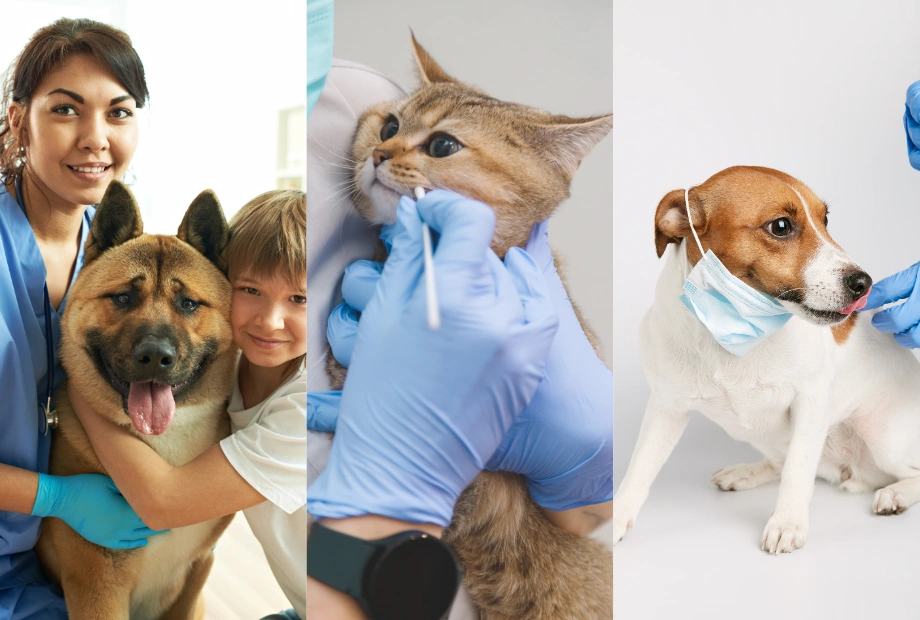 Pet Care services